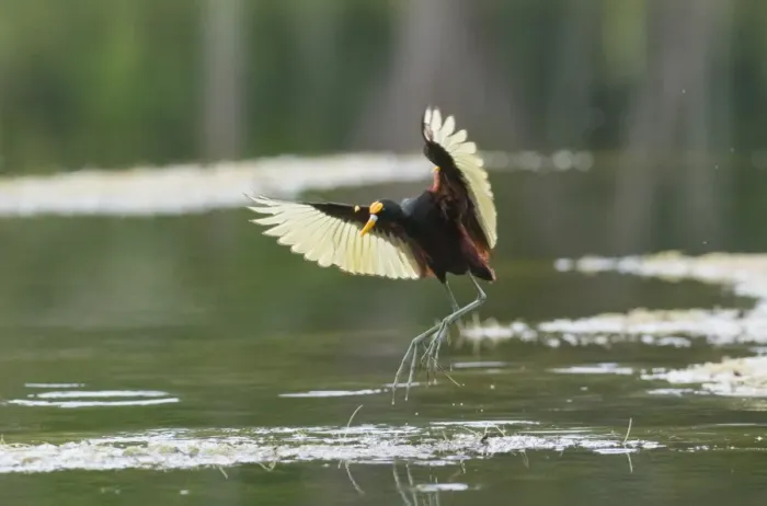Framed Print : Northern Jacana (Jacana spinosa) adult, in flight, landing on aquatic vegetation, Tikal N. P. Peten, Guatemala Framed Print : Northern Jacana (Jacana spinosa) adult, in flight, landing on aquatic vegetation, Tikal N. P. Peten, Guatemala