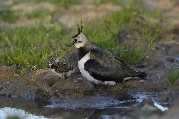 Northern Lapwing (Vanellus vanellus) adult female, breeding plumage, and recently hatched chick, at edge of puddle