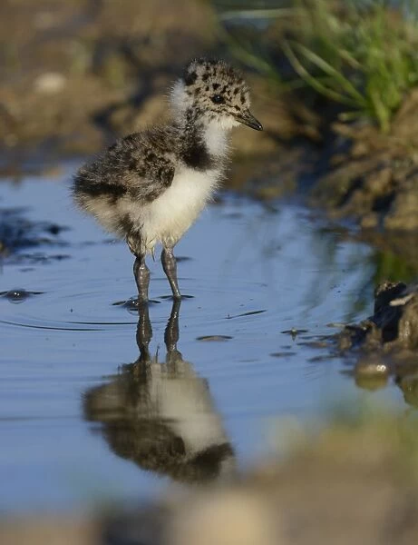 Northern Lapwing (Vanellus vanellus) recently hatched chick, standing in puddle, Norfolk, England, June