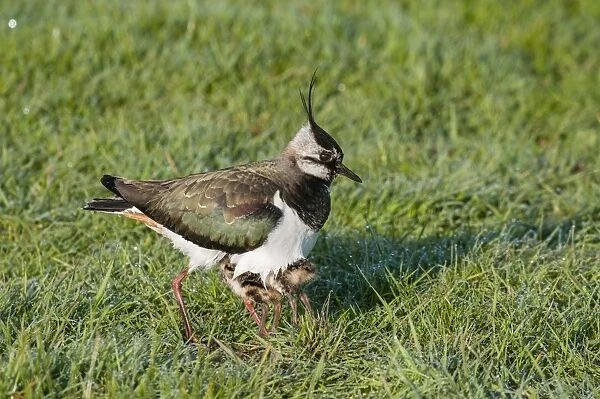 Northern Lapwing (Vanellus vanellus) adult female, breeding plumage, with chicks sheltering under breast