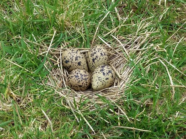Northern Lapwing (Vanellus vanellus) four eggs on nest in meadow, Leicestershire, England, May