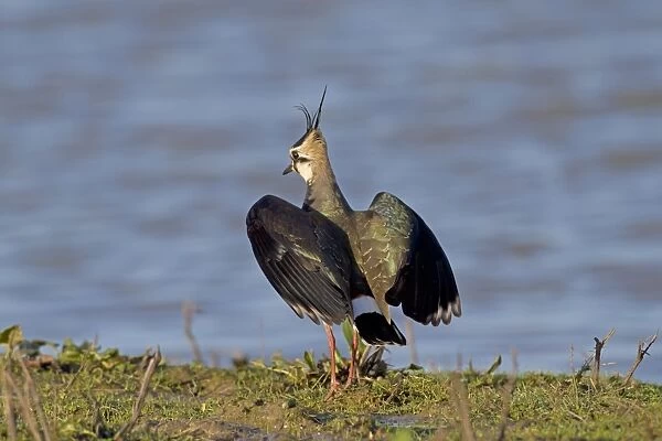 Northern Lapwing (Vanellus vanellus) adult, non-breeding plumage, in aggressive posture, Norfolk, England, January