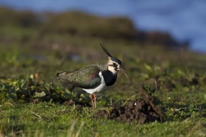 Framed Print : Northern Lapwing (Vanellus vanellus) adult, non-breeding plumage, feeding on earthworm, Norfolk, England, January Framed Print : Northern Lapwing (Vanellus vanellus) adult, non-breeding plumage, feeding on earthworm, Norfolk, England, January