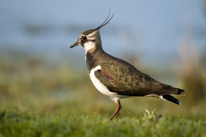 Framed Print : Northern Lapwing (Vanellus vanellus) adult, non-breeding plumage, walking on dew covered grass, Elmley Marshes N. N. R Framed Print : Northern Lapwing (Vanellus vanellus) adult, non-breeding plumage, walking on dew covered grass, Elmley Marshes N. N. R