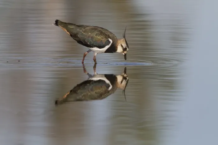 Framed Print : Northern Lapwing (Vanellus vanellus) adult, winter plumage, feeding in shallow pool with reflection, Extremadura, Spain, september