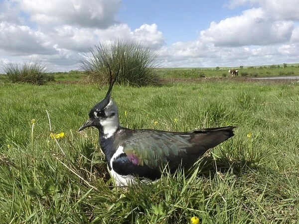 Northern Lapwing (Vanellus vanellus) adult, summer plumage, settling on eggs in nest, on pasture habitat with cattle, Midlands, England, may