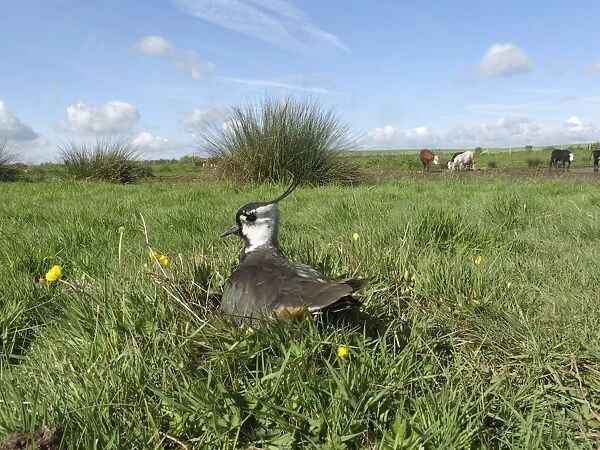 Northern Lapwing (Vanellus vanellus) adult, summer plumage, sitting on eggs in nest, on pasture habitat with cattle, Midlands, England, may