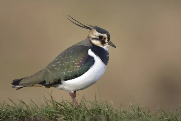 Framed Print : Northern Lapwing (Vanellus vanellus) adult, winter plumage, standing on grass, Norfolk, England, february Framed Print : Northern Lapwing (Vanellus vanellus) adult, winter plumage, standing on grass, Norfolk, England, february