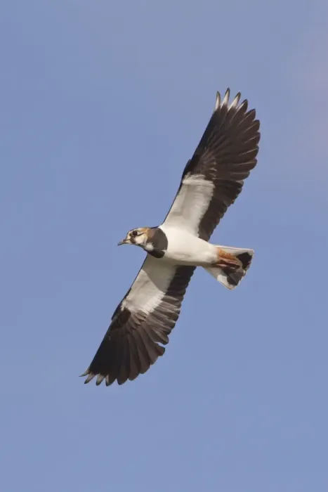 Framed Print : Northern Lapwing (Vanellus vanellus) adult, in flight, Suffolk, England, march Framed Print : Northern Lapwing (Vanellus vanellus) adult, in flight, Suffolk, England, march