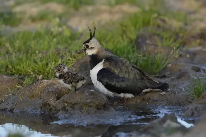 Framed Print : Northern Lapwing (Vanellus vanellus) adult female, breeding plumage, and recently hatched chick, at edge of puddle Framed Print : Northern Lapwing (Vanellus vanellus) adult female, breeding plumage, and recently hatched chick, at edge of puddle