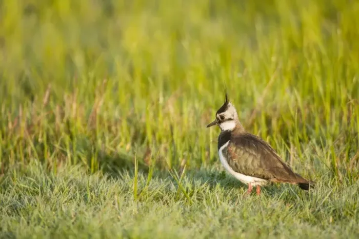 Framed Print : Northern Lapwing (Vanellus vanellus) adult female, breeding plumage, standing in dew covered grass at dawn Framed Print : Northern Lapwing (Vanellus vanellus) adult female, breeding plumage, standing in dew covered grass at dawn