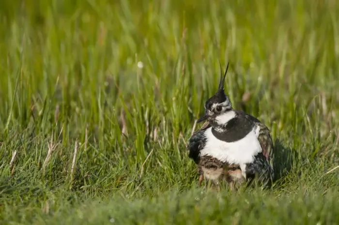 Framed Print : Northern Lapwing (Vanellus vanellus) adult female, breeding plumage, with chicks sheltering under breast Framed Print : Northern Lapwing (Vanellus vanellus) adult female, breeding plumage, with chicks sheltering under breast