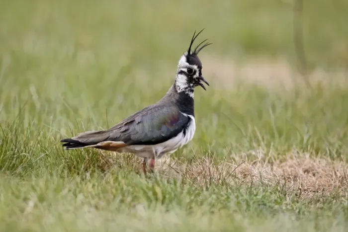 Framed Print : Northern Lapwing (Vanellus vanellus) adult female, summer plumage, calling, standing in grass, Midlands, England, april Framed Print : Northern Lapwing (Vanellus vanellus) adult female, summer plumage, calling, standing in grass, Midlands, England, april