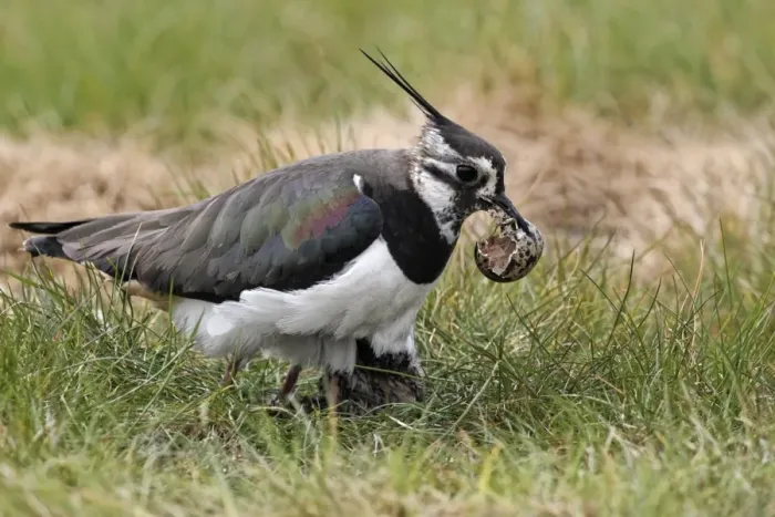Framed Print : Northern Lapwing (Vanellus vanellus) adult female, summer plumage, picking up empty egg shell in beak, with chick at nest, Midlands, England, april Framed Print : Northern Lapwing (Vanellus vanellus) adult female, summer plumage, picking up empty egg shell in beak, with chick at nest, Midlands, England, april