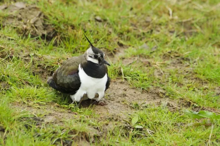 Framed Print : Northern Lapwing (Vanellus vanellus) adult female, brooding chicks just visable under breast, in grassland Framed Print : Northern Lapwing (Vanellus vanellus) adult female, brooding chicks just visable under breast, in grassland