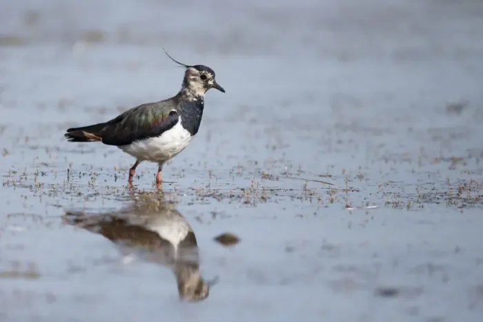Framed Print : Northern Lapwing (Vanellus vanellus) adult female, walking in shallow water, Warwickshire, England, July