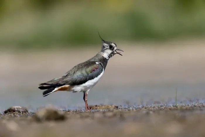 Framed Print : Northern Lapwing (Vanellus vanellus) adult female, calling, standing in shallow water, Warwickshire, England, July Framed Print : Northern Lapwing (Vanellus vanellus) adult female, calling, standing in shallow water, Warwickshire, England, July