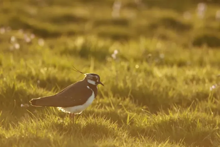 Framed Print : Northern Lapwing (Vanellus vanellus) adult female, breeding plumage, standing on grass in late evening sunshine Framed Print : Northern Lapwing (Vanellus vanellus) adult female, breeding plumage, standing on grass in late evening sunshine