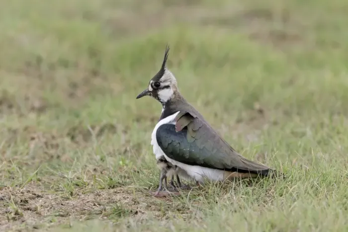 Framed Print : Northern Lapwing (Vanellus vanellus) adult female, sheltering two chicks under body, on grazing marsh, Suffolk