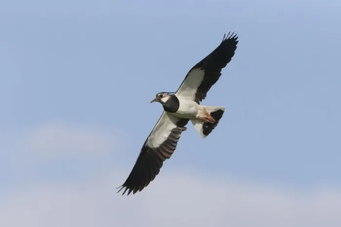 Framed Print : Northern Lapwing (Vanellus vanellus) adult male, breeding plumage, in flight, Suffolk, England, June Framed Print : Northern Lapwing (Vanellus vanellus) adult male, breeding plumage, in flight, Suffolk, England, June