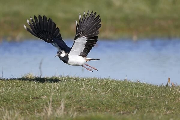 Northern Lapwing (Vanellus vanellus) adult male, breeding plumage, in flight, Kent, England, March