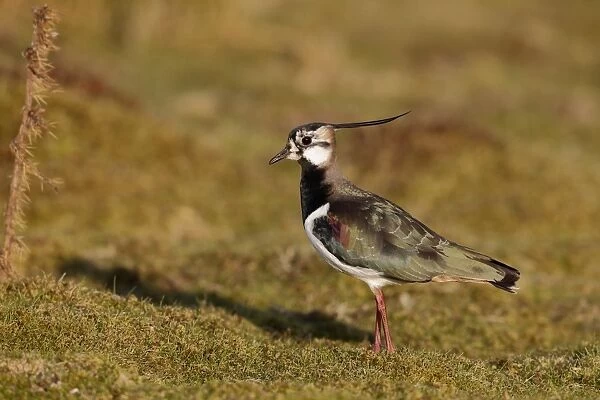 Northern Lapwing (Vanellus vanellus) adult male, moulting into breeding plumage, standing on ground, Kent, England
