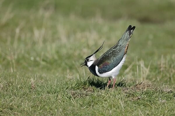 Northern Lapwing (Vanellus vanellus) adult male, breeding plumage, in ground display, Kent, England, March