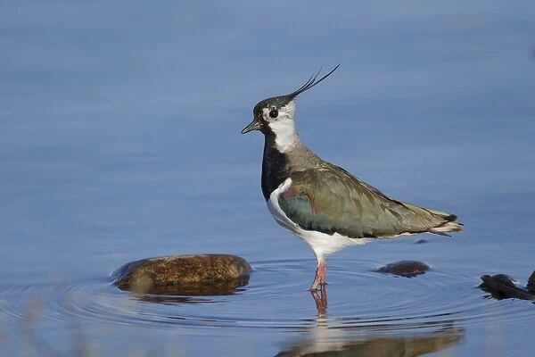 Northern Lapwing (Vanellus vanellus) adult male, breeding plumage, standing in shallow water, Highlands, Scotland, May