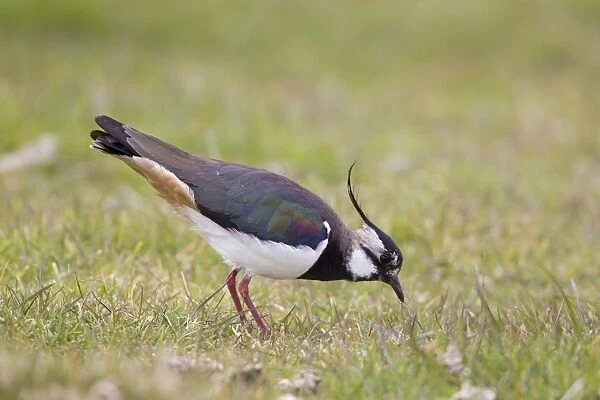 Northern Lapwing (Vanellus vanellus) adult male, feeding, standing on grass in field, Suffolk, England, april