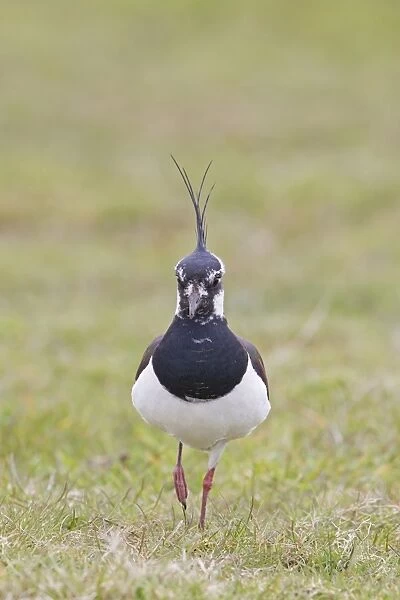 Northern Lapwing (Vanellus vanellus) adult male, walking on grass in field, Suffolk, England, april