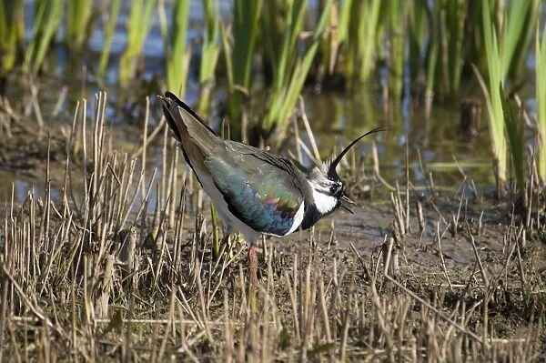Northern Lapwing (Vanellus vanellus) adult male, summer plumage, displaying at edge of reedbed, Minsmere RSPB Reserve