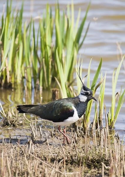 Northern Lapwing (Vanellus vanellus) adult male, summer plumage, walking at edge of reedbed, Minsmere RSPB Reserve
