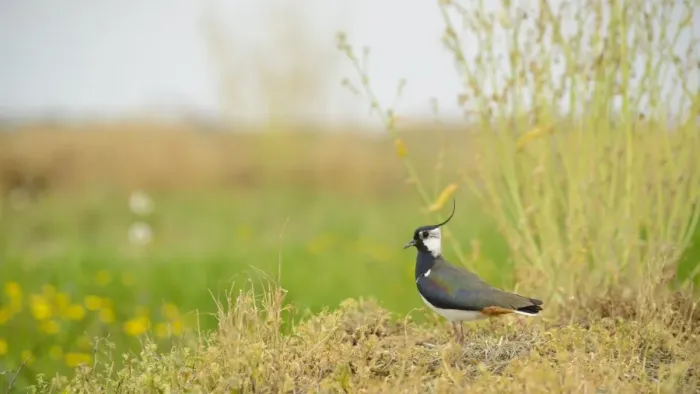 Framed Print : Northern Lapwing (Vanellus vanellus) adult male, summer plumage, standing on vegetation, Italy, April Framed Print : Northern Lapwing (Vanellus vanellus) adult male, summer plumage, standing on vegetation, Italy, April