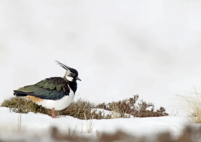 Framed Print : Northern Lapwing (Vanellus vanellus) adult male, breeding plumage, standing on snow covered moorland, Berwickshire Framed Print : Northern Lapwing (Vanellus vanellus) adult male, breeding plumage, standing on snow covered moorland, Berwickshire