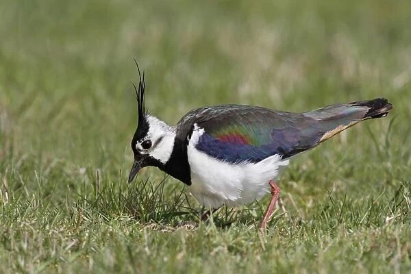 Northern Lapwing (Vanellus vanellus) adult male, breeding plumage, approching nest with eggs in meadow, Leicestershire