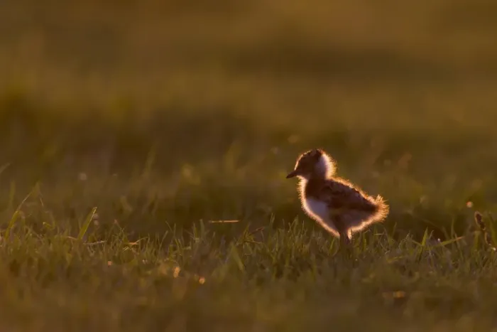Framed Print : Northern Lapwing (Vanellus vanellus) chick, standing in grass on grazing marsh, backlit at sunset, Suffolk, England Framed Print : Northern Lapwing (Vanellus vanellus) chick, standing in grass on grazing marsh, backlit at sunset, Suffolk, England