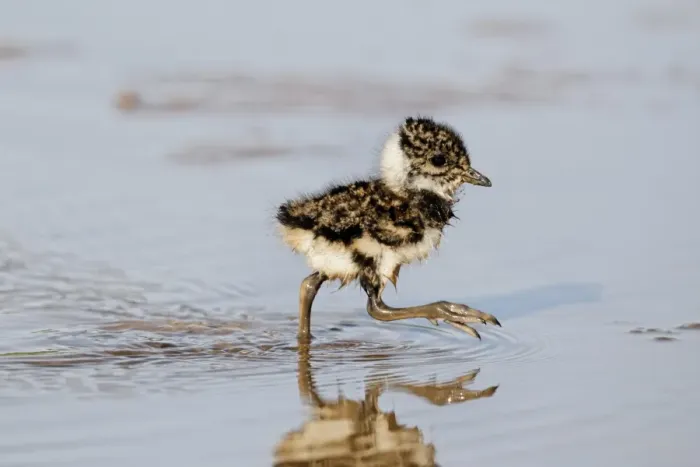 Framed Print : Northern Lapwing (Vanellus vanellus) chick, walking in shallow water, Midlands, England, april Framed Print : Northern Lapwing (Vanellus vanellus) chick, walking in shallow water, Midlands, England, april