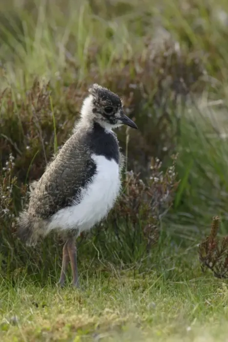 Framed Print : Northern Lapwing (Vanellus vanellus) chick, standing at edge of heather moorland, Swaledale, Yorkshire Dales N. P. North Yorkshire, England, june Framed Print : Northern Lapwing (Vanellus vanellus) chick, standing at edge of heather moorland, Swaledale, Yorkshire Dales N. P. North Yorkshire, England, june