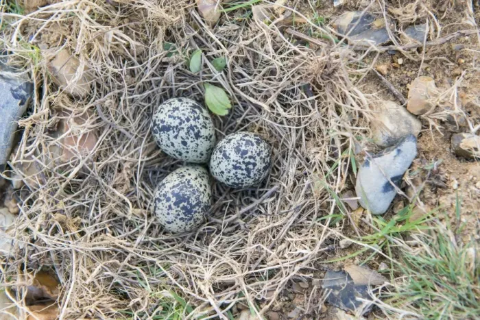Framed Print : Northern Lapwing (Vanellus vanellus) three eggs in nest, Breckland, Norfolk, England, April Framed Print : Northern Lapwing (Vanellus vanellus) three eggs in nest, Breckland, Norfolk, England, April
