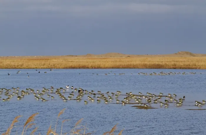 Framed Print : Northern Lapwing (Vanellus vanellus) flock, roosting in shallow water on coastal marshland habitat