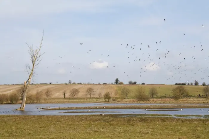 Framed Print : Northern Lapwing (Vanellus vanellus) flock, in flight over flooded grazing marsh habitat, River Black Bourn, Micklemere Nature Reserve, Pakenham, Suffolk, England, march Framed Print : Northern Lapwing (Vanellus vanellus) flock, in flight over flooded grazing marsh habitat, River Black Bourn, Micklemere Nature Reserve, Pakenham, Suffolk, England, march