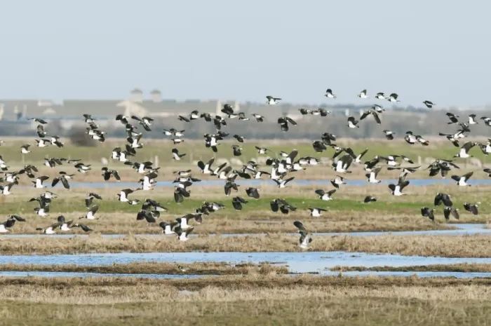 Framed Print : Northern Lapwing (Vanellus vanellus) flock, in flight over flooded grazing marsh habitat, Elmley Marshes RSPB Reserve, North Kent Marshes, Isle of Sheppey, Kent, England, january Framed Print : Northern Lapwing (Vanellus vanellus) flock, in flight over flooded grazing marsh habitat, Elmley Marshes RSPB Reserve, North Kent Marshes, Isle of Sheppey, Kent, England, january