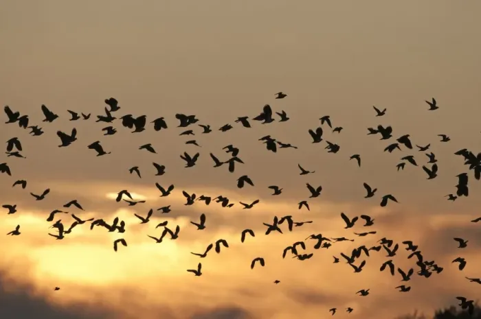 Framed Print : Northern Lapwing (Vanellus vanellus) flock, in flight, silhouetted at sunset, Cley, Norfolk, England, november Framed Print : Northern Lapwing (Vanellus vanellus) flock, in flight, silhouetted at sunset, Cley, Norfolk, England, november