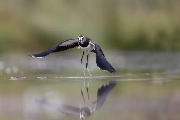 Framed Print : Northern Lapwing (Vanellus vanellus) immature, in flight, taking off from water, Warwickshire, England, August Framed Print : Northern Lapwing (Vanellus vanellus) immature, in flight, taking off from water, Warwickshire, England, August