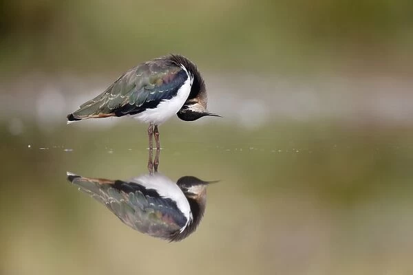 Northern Lapwing (Vanellus vanellus) immature, preening, standing in shallow water with reflection, Warwickshire