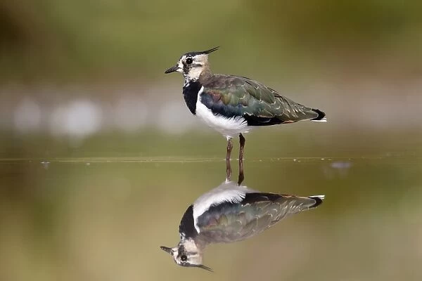 Northern Lapwing (Vanellus vanellus) immature, standing in shallow water with reflection, Warwickshire, England, August
