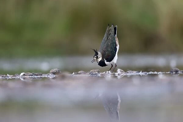 Northern Lapwing (Vanellus vanellus) immature, calling and displaying, standing in shallow water, Warwickshire