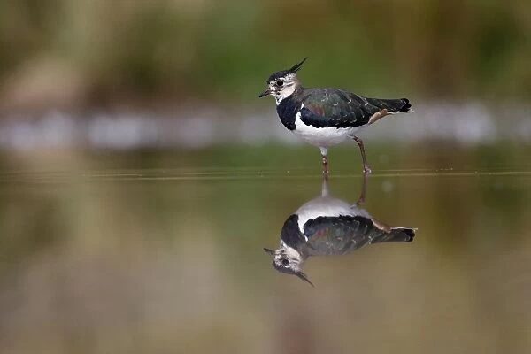 Northern Lapwing (Vanellus vanellus) immature, walking in shallow water with reflection, Warwickshire, England, August