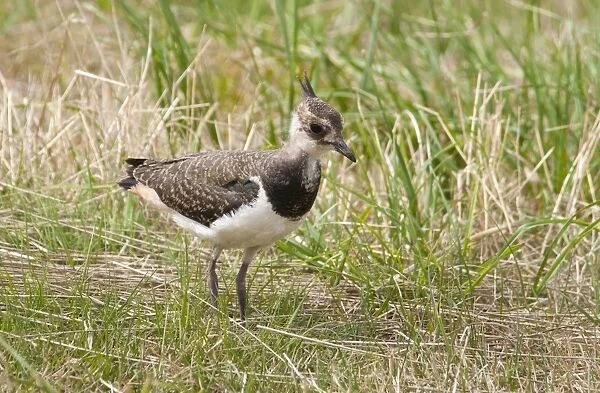 Northern Lapwing (Vanellus vanellus) juvenile, standing in meadow, Isle of Sheppey, Kent, England, august