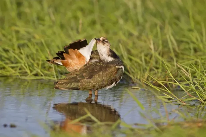 Framed Print : Northern Lapwing (Vanellus vanellus) juvenile, preening tail feathers, standing in pool, Suffolk, England, July Framed Print : Northern Lapwing (Vanellus vanellus) juvenile, preening tail feathers, standing in pool, Suffolk, England, July